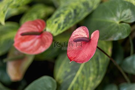 绿掌为天南星科花烛属植物_[标签:标题1]