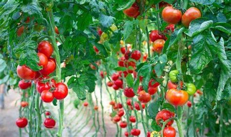 西红柿种植技术与管理 西红柿如何进行种植与管理？_伊秀经验