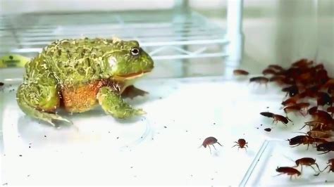 看青蛙捕食全过程，对他来说，只要活的都是盘中餐