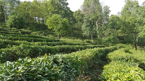 勐海古树茶的特点和功效_普洱茶_绿茶说