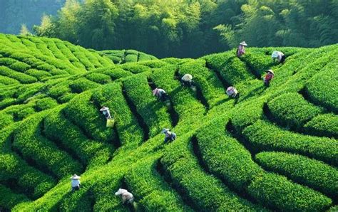交易量2118吨 浙南茶叶市场发布3月份绿茶价格指数_浙江频道_凤凰网