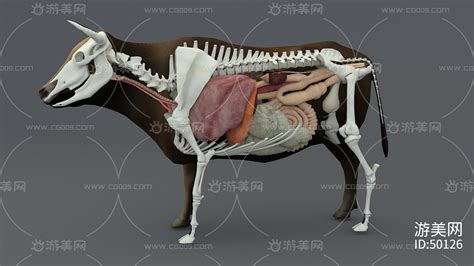 牛的骨骼及关节解析图,分布图,牦牛_大山谷图库