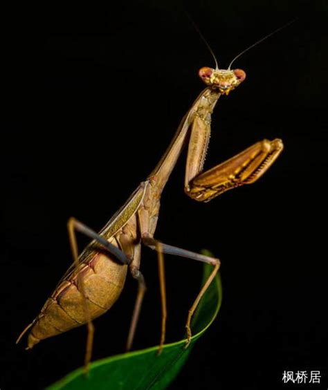 棕色螳螂摄影图片,螳螂 - 昆虫网