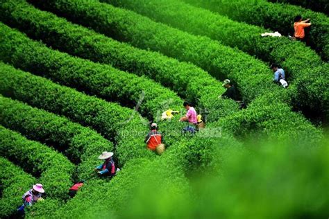 广西平桂：高山茶园春茶开采-人民图片网