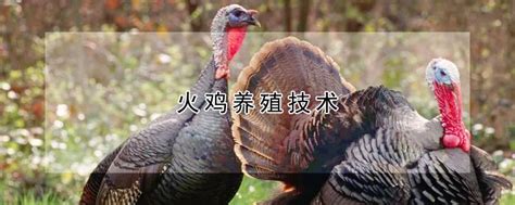 火鸡养殖技术 —【发财农业网】