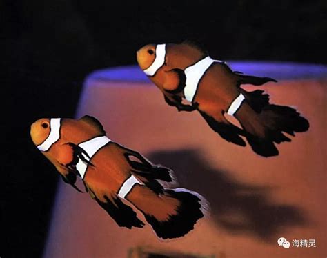 【小丑鱼】【图】科普小丑鱼的特点 饲养之前务必要了解这三点_伊秀宠物|yxlady.com