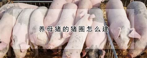 野猪和家猪的区别 —【发财农业网】