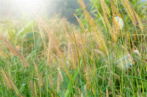 早晨阳光背景下的野草甸粉红色花朵秋天的田野背景高清图片下载-正版图片505259423-摄图网
