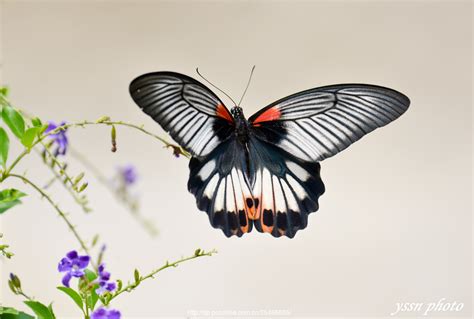 美凤蝶 Papilio memnon - 物种库 - 国家动物标本资源库