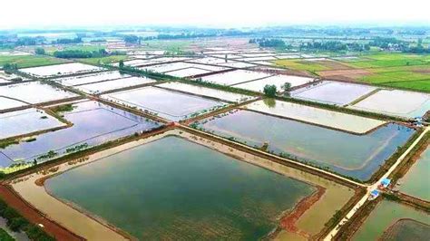 “虾稻共作”之如何做好养殖场地的改建？-中国鳗鱼网
