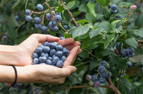 2022黄岛蓝莓节暨宝山蓝莓产业联合体大会成功举办-青岛西海岸新闻网
