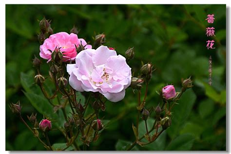 分享6首描写蔷薇的唯美诗句（蔷薇花满架，不语也倾城）-我爱育娃