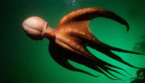 关于章鱼你应该知道的24有趣的事实！所有章鱼都是有毒的