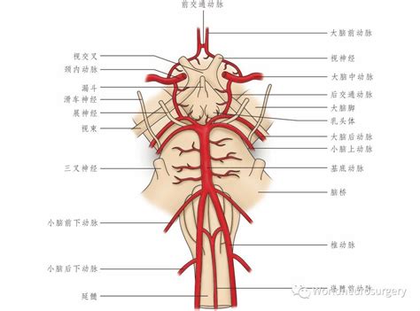 彩图经典版 | 大脑及脊髓的血管解剖_医学界-助力医生临床决策和职业成长
