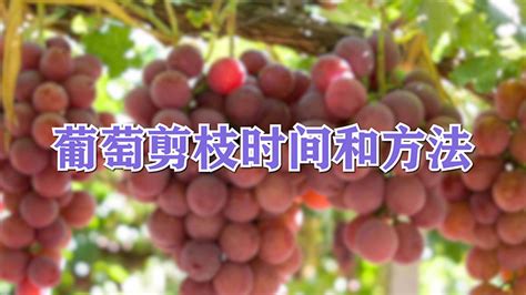 寒香蜜葡萄品种介绍 —【发财农业网】