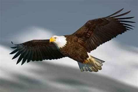 老鹰可以飞多高,老鹰能飞到平流层吗,能飞_大山谷图库