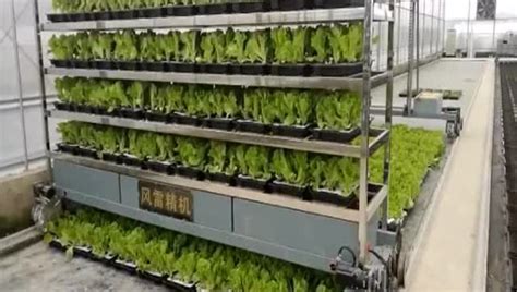 水木九天叶菜蔬菜工厂自动化育苗基地展示