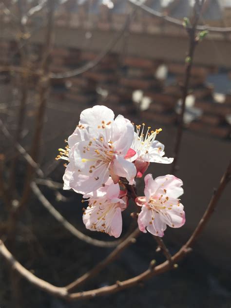 杏花图片_白的杏花图片大全 - 花卉网