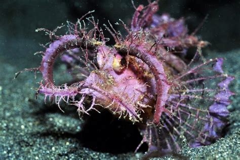 这些奇异的海怪曾经统治过海洋 -- 眼界，放眼世界
