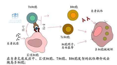 β细胞_360百科