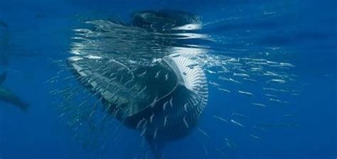 蓝鲸一顿要吃几吨，那它一次要拉多少呢？这个场面太壮观了