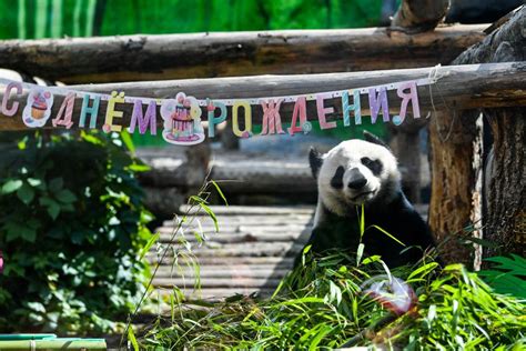 旅俄大熊猫“如意”和“丁丁”化身“人气王”