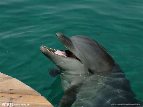 海豚表演 海豚游戏摄影图__海洋生物_生物世界_摄影图库_昵图网nipic.com