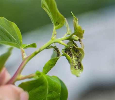 蔬菜蚜虫无公害防治技术
