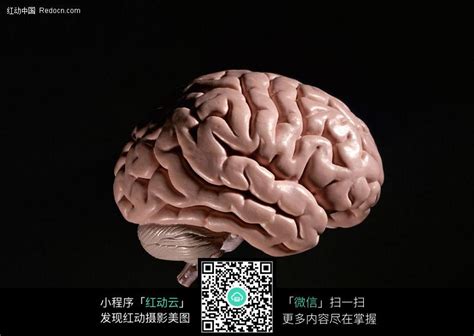 人脑图片