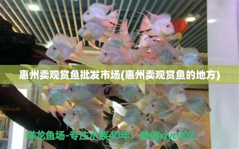 沈阳最大的观赏鱼最大的市场在哪个位置(辽宁省最好的最大的观赏鱼市场) - 观赏鱼市场（混养鱼） - 广州观赏鱼批发市场