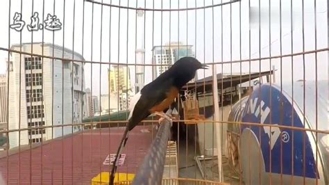 四喜鸟图片