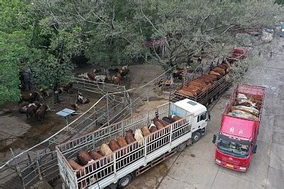 东莞横沥牛墟 组详情页 - 东莞图库 - dgphoto.timedg.com