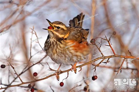 Redwing, Stock Photo, Picture And Rights Managed Image. Pic. IBR ...