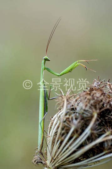 中国常见的螳螂品种-中国常见的螳螂品种,中国,常见,螳螂,品种 - 早旭阅读