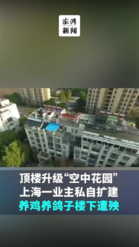 顶楼升级空中花园？上海一业主私自扩建，养鸡养鸽子楼下遭殃_凤凰网视频_凤凰网