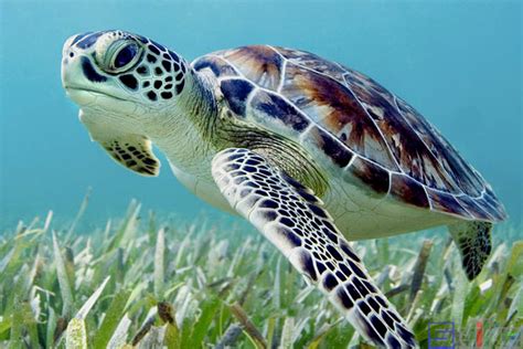 绿海龟 - 快懂百科