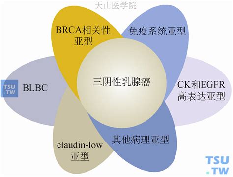 Cell I 多组学联用解析三阴性乳腺癌静默癌症细胞生态位-云准医药科技（上海）有限公司