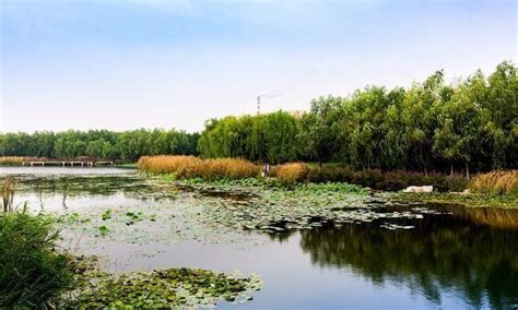邹平市韩店镇：夏日的湿地 不一样的美