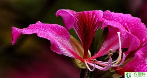 香港紫荆花的象征意义（团结和自由的象征）-农百科