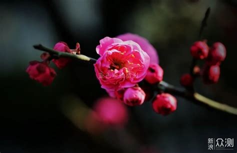 Plum blossom 梅花拍摄|摄影|微距|phymen - 原创作品 - 站酷 (ZCOOL)