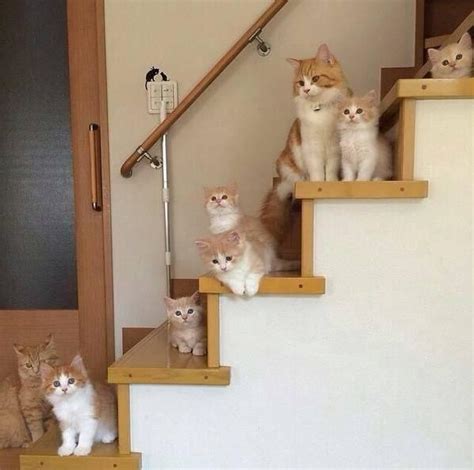 松实木DIY猫爬架猫墙壁悬挂式猫窝抓柱猫咪吊床楼梯房猫吊球玩具-阿里巴巴