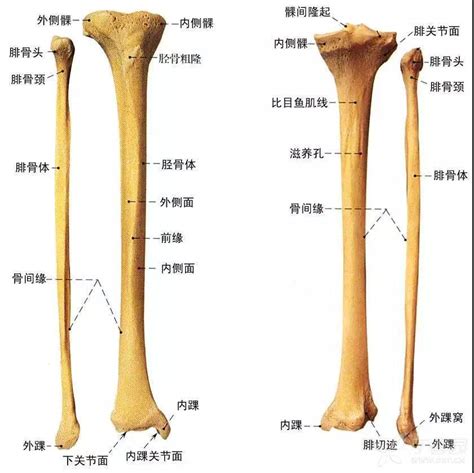 上肢骨骼解剖图图片