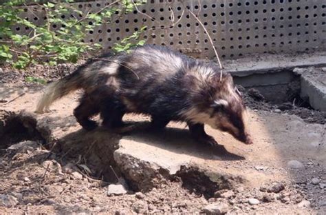 猪獾被狗围攻获救后安家动物园 身体恢复得非常好(含视频)_手机新浪网
