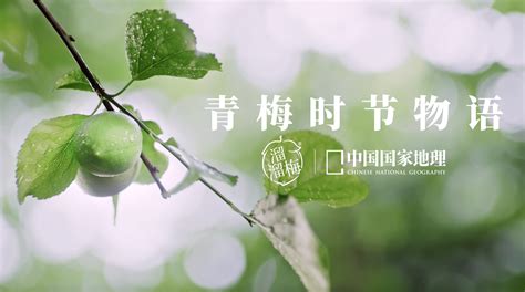 溜溜梅×中国国家地理，开启青梅文化新视野-国际在线