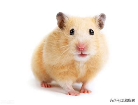 宠物仓鼠有哪些品种？它们的形状特征和性格是什么 - 运富春
