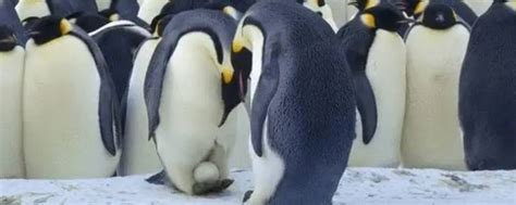 企鹅是卵生还是胎生？揭秘企鹅繁殖与发育过程 - 胖萌舍宠物网