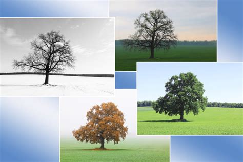 一棵树的四季变化,一棵树,一棵树的头像_大山谷图库