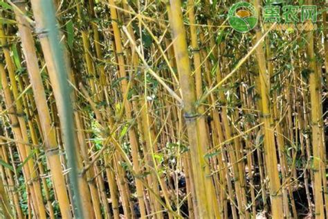 庭院种什么竹子好-绿宝园林网