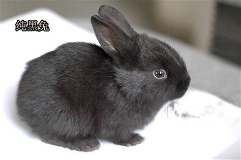批发公主兔 熊猫兔 小白兔小黑兔 肉兔家兔活体宠物兔子-阿里巴巴
