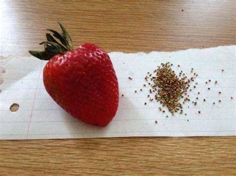 无土栽培草莓模式有哪些？它们分别有哪些栽培优势? - 知乎